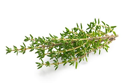Thyme wholesale herbs. recsam group dry and fresh herbs.