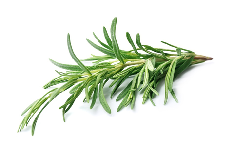Rosemary wholesale herbs. recsam group dry and fresh herbs.