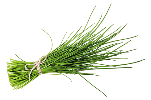 Chives wholesale herbs. recsam group dry and fresh herbs.