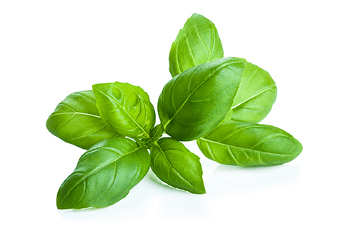 Basil wholesale herbs. recsam group dry and fresh herbs.