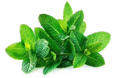 Mint wholesale herbs. recsam group dry and fresh herbs.