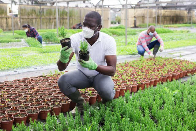 Wholesale herbs, high quality, year round availability, Kenyan grown. Man observing plants. 
